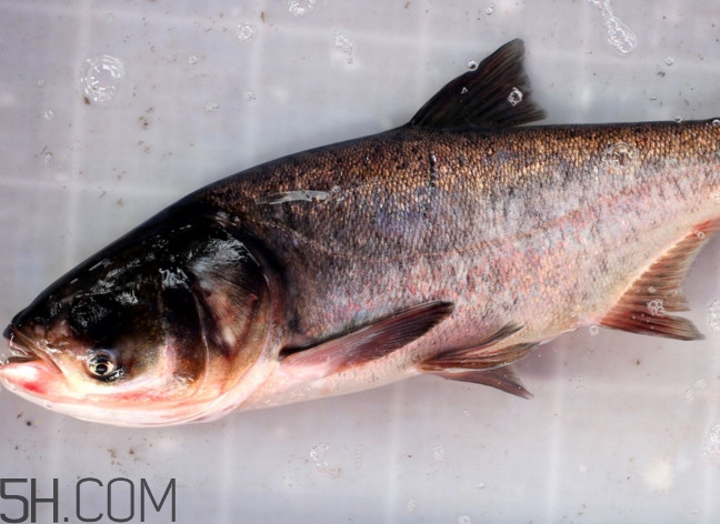 胖頭魚有什么營養(yǎng)？胖頭魚是鰱魚嗎