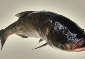 胖頭魚(yú)是什么魚(yú)？胖頭魚(yú)是發(fā)物嗎