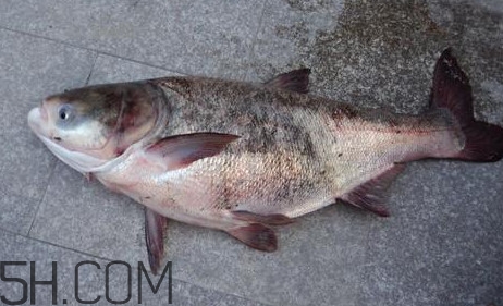 胖頭魚是花鰱魚嗎？胖頭魚是河魚還是海魚