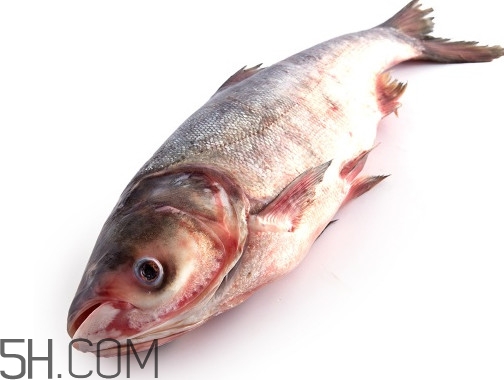 胖頭魚為什么叫胖頭魚？胖頭魚能長(zhǎng)到多大
