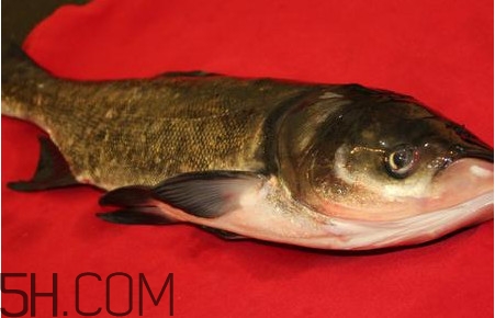 胖頭魚為什么叫胖頭魚？胖頭魚能長(zhǎng)到多大