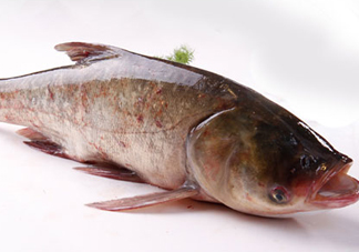胖頭魚是花鰱魚嗎？胖頭魚是河魚還是海魚