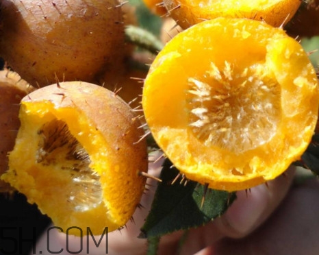 刺梨能降血壓?jiǎn)?？刺梨是哪里的特產(chǎn)