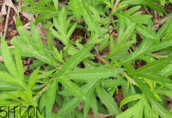 擇藜蒿手臟怎么洗？藜蒿和水芹菜的區(qū)別