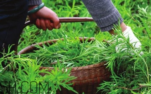 藜蒿多少錢一斤？藜蒿和蘆蒿是同一種菜嗎？