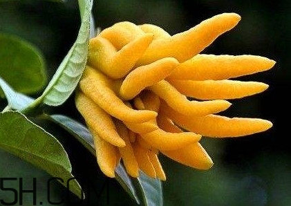 佛手柑泡水喝有什么功效？佛手柑產(chǎn)地在哪兒