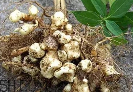 菊芋怎么做好吃？菊芋怎么腌制