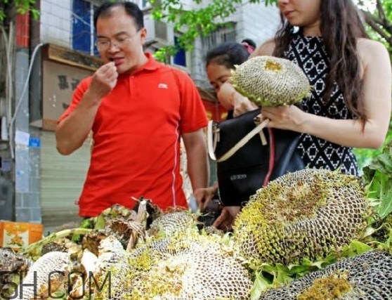 葵花籽不能和什么一起吃？葵花籽什么時候成熟