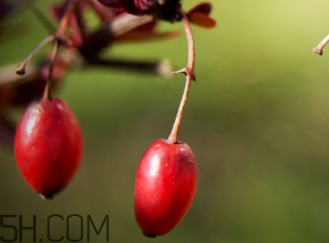 山茱萸什么時(shí)候成熟？山茱萸什么時(shí)候結(jié)果？