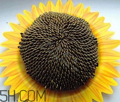 葵花籽是什么？葵花籽和瓜子的區(qū)別