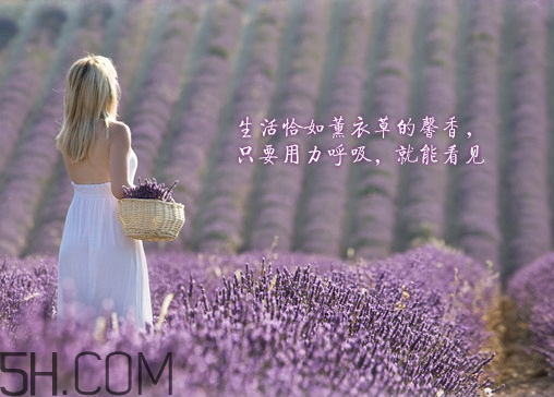 香柏樹薰衣草敏感修復(fù)乳液怎么樣？多少錢？