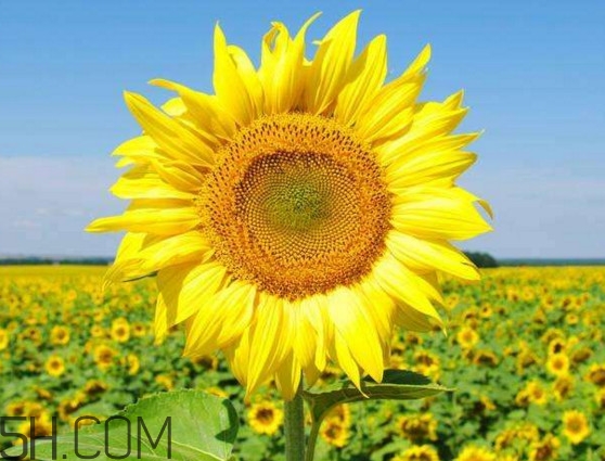 向日葵什么時(shí)候開花？向日葵什么時(shí)候成熟
