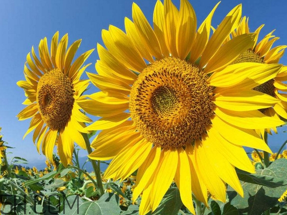 向日葵什么時(shí)候開花？向日葵什么時(shí)候成熟