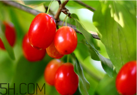 山茱萸什么時(shí)候成熟？山茱萸什么時(shí)候結(jié)果？