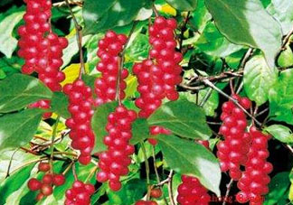 山茱萸什么時候成熟？山茱萸什么時候結(jié)果？