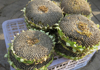 一朵向日葵能結(jié)多少葵花籽？葵花籽為什么也會(huì)致癌