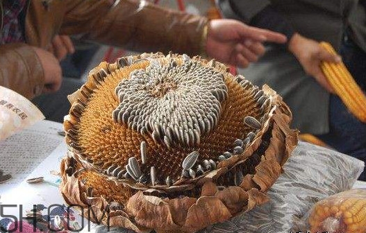 葵花籽怎么弄下來？葵花籽怎么脫粒