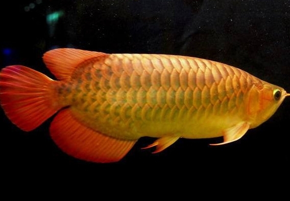 金龍魚能吃嗎？紅龍魚貴還是金龍魚貴
