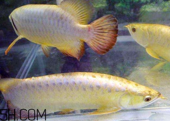 金龍魚有什么寓意？金龍魚有幾個品種