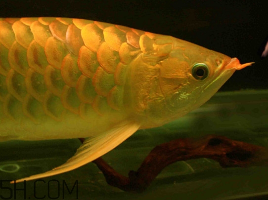 什么魚(yú)和金龍魚(yú)一起養(yǎng)好？金龍魚(yú)怎么養(yǎng)
