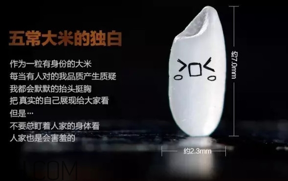五常大米為什么那么貴？五常大米比一般大米味道好在哪兒