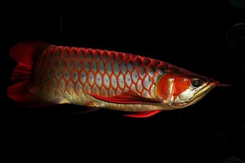 金龍魚(yú)是怎么繁殖？養(yǎng)金龍魚(yú)有什么講究