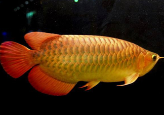 金龍魚能吃嗎？紅龍魚貴還是金龍魚貴