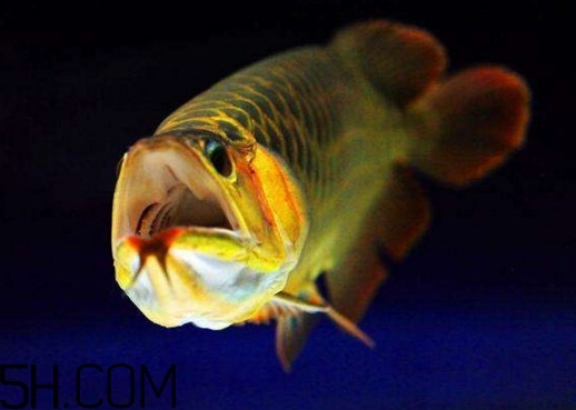 金龍魚有什么寓意？金龍魚有幾個品種