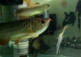 金龍魚是怎么繁殖？養(yǎng)金龍魚有什么講究