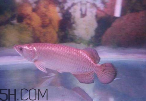 金龍魚(yú)是怎么繁殖？養(yǎng)金龍魚(yú)有什么講究
