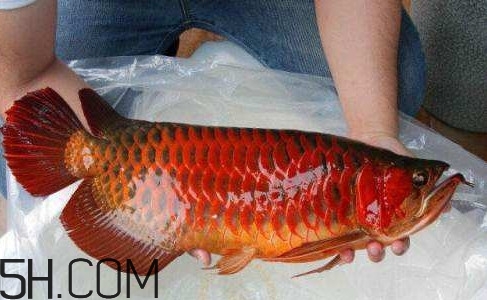 金龍魚能吃嗎？紅龍魚貴還是金龍魚貴