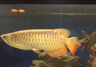 金龍魚是什么魚？金龍魚多少錢一條