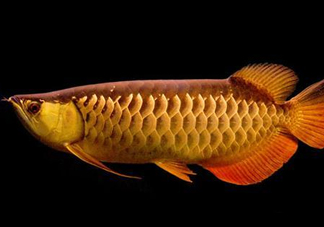 什么魚和金龍魚一起養(yǎng)好？金龍魚怎么養(yǎng)