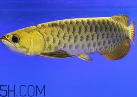 金龍魚(yú)是怎么繁殖？養(yǎng)金龍魚(yú)有什么講究