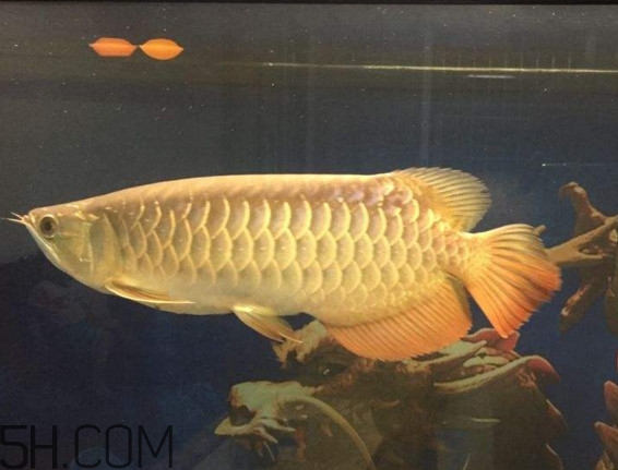 金龍魚是什么魚？金龍魚多少錢一條