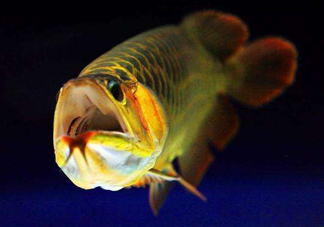 金龍魚有什么寓意？金龍魚有幾個(gè)品種