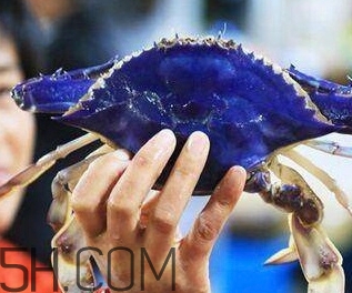 藍(lán)色梭子蟹可以吃嗎？梭子蟹蟹腿變藍(lán)可以吃嗎
