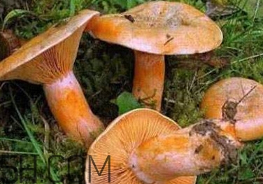 樅樹(shù)菌有點(diǎn)霉了能吃嗎？樅樹(shù)菌能和皮蛋一起吃嗎