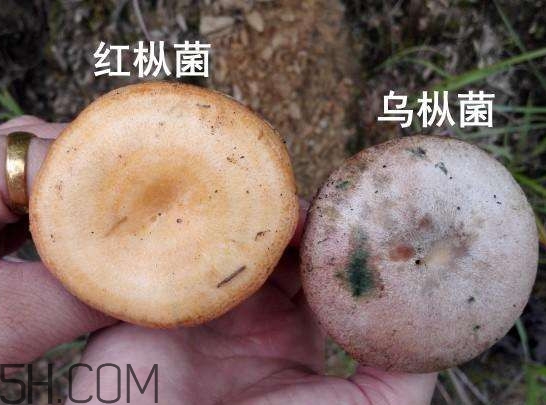 重陽菌燉久了營養(yǎng)會流失嗎？重陽菌長霉還能吃嗎