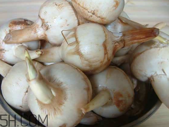 慈菇是什么？慈菇怎么吃