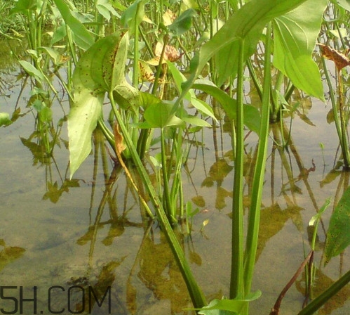 慈菇什么時(shí)候種？慈菇什么季節(jié)有