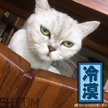 你個(gè)臭居居什么意思？你個(gè)臭居居表情包