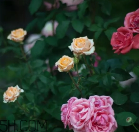 香水工坊茶玫瑰tea rose好聞嗎？tea rose香水有假貨嗎？