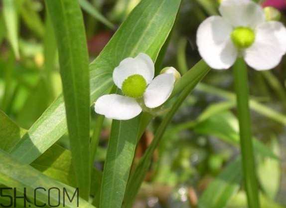 慈菇什么時(shí)候種？慈菇什么季節(jié)有