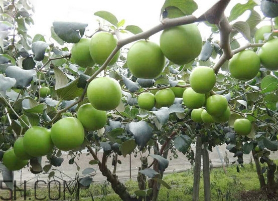 青棗核可以種嗎？青棗種植方法及管理