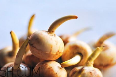 慈菇是什么？慈菇怎么吃
