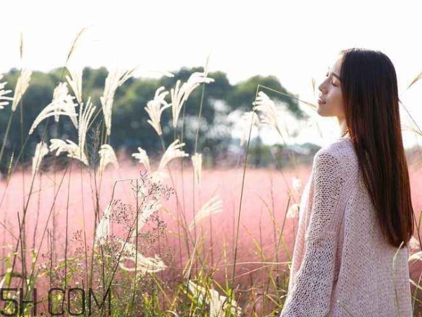 粉黛亂子是什么植物？粉黛亂子草花語