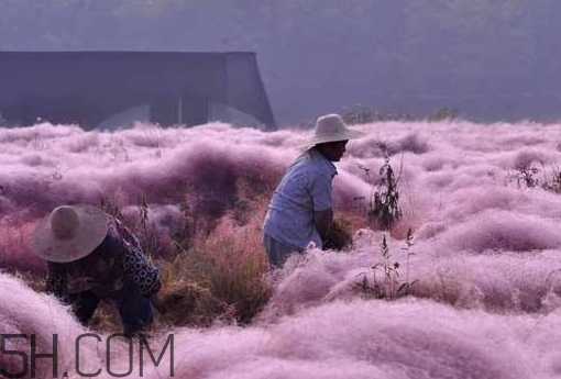 粉黛亂子是什么植物？粉黛亂子草花語
