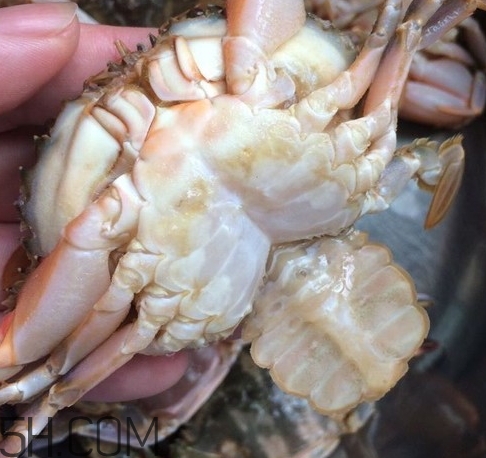花蓋蟹和梭子蟹哪個(gè)好吃？花蓋蟹和梭子蟹區(qū)別