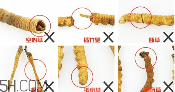 冬蟲夏草有假的嗎？冬蟲夏草不抗癌